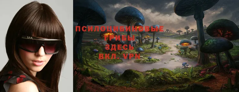 Галлюциногенные грибы Psilocybe  Чегем 